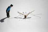 Man Looking at Dragon Fly 2901v2