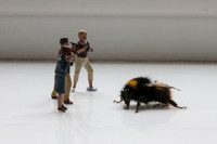 Photographing bee 2818v3
