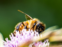 _1161741v2-cropped-2-DeNoise-web-1600
