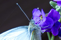 0P5A1067v2-cropped-web-3rd-crop-2