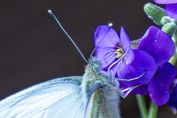 0P5A1067v2-cropped-web-3rd-crop-2