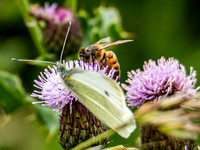 _1161742v2-cropped-web-1600