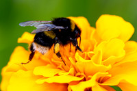 0P5A1441v2-cropped-DeNoise-web-1600-crop2