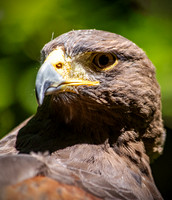 0P5A2600v2-web-cropped-web-1200