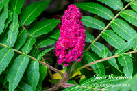 _E5A7931v2-web-logo-900-FB-Flower