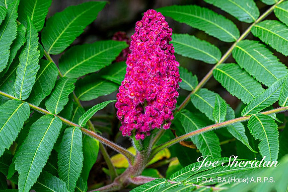 _E5A7931v2-web-logo-900-FB-Flower