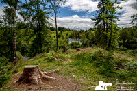 _E5A2328v2-web-logo-tree-stump