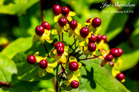 _E5A7953v2-web-logo-900-FB-Berries