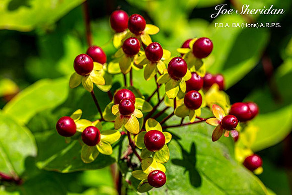 _E5A7953v2-web-logo-900-FB-Berries