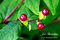 _E5A7934v2-cropped-web-logo-900-FB-Berries