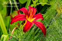 _E5A7947v2-cropped-cloned-DNoise-Sharpen-web-logo-900-FB-Flower