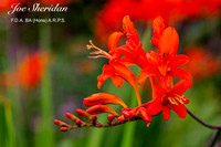 _E5A7929v2-web-logo-900-FB-Flower