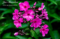 _E5A7938v2-cropped-web-logo-900-FB-Flowers