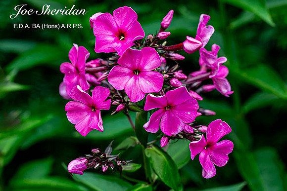 _E5A7938v2-cropped-web-logo-900-FB-Flowers