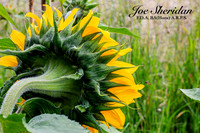 _E5A7900v2-web-logo-900-FB-Flower