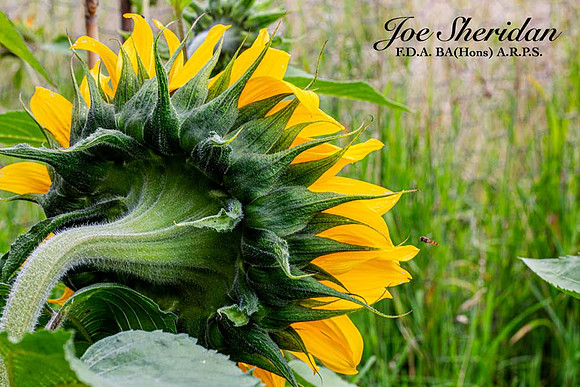 _E5A7900v2-web-logo-900-FB-Flower