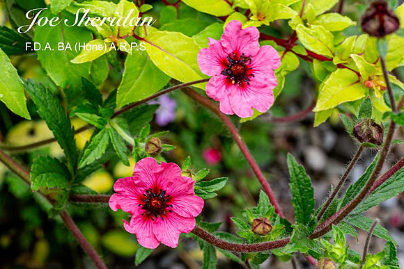 _E5A7917v2-cropped-web-logo-900-FB-Flower