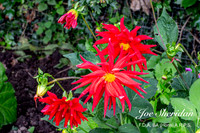 _E5A7908v2-cropped-web-logo-900-FB-Flower