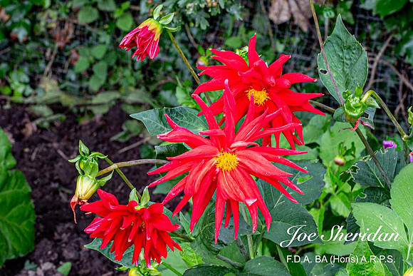 _E5A7908v2-cropped-web-logo-900-FB-Flower
