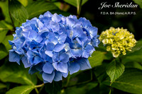 _E5A7950v2-cropped-web-logo-900-FB-Flower