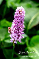 _E5A7924v2-cropped-web-logo-900-FB-Flower