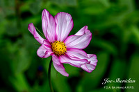 _E5A7933v2-web-logo-900-FB-Flower