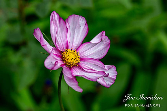 _E5A7933v2-web-logo-900-FB-Flower