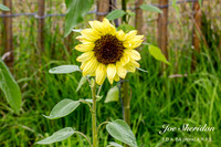 _E5A7902v2-web-logo-900-FB-Flower