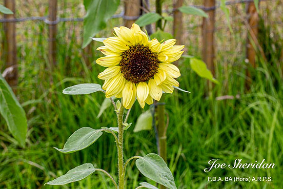 _E5A7902v2-web-logo-900-FB-Flower