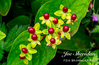 _E5A7926v2-cropped-web-logo-900-FB-Berries