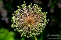 _E5A7878v2-web-logo-900-FB-Flower