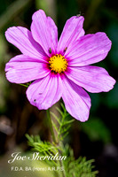 Flowers at Crook Hall, Durham 25.07.23