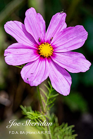 _E5A7876v2-cropped-web-logo-900-FB-Flower