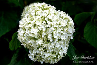 _E5A7880v2-web-logo-900-FB-Flower