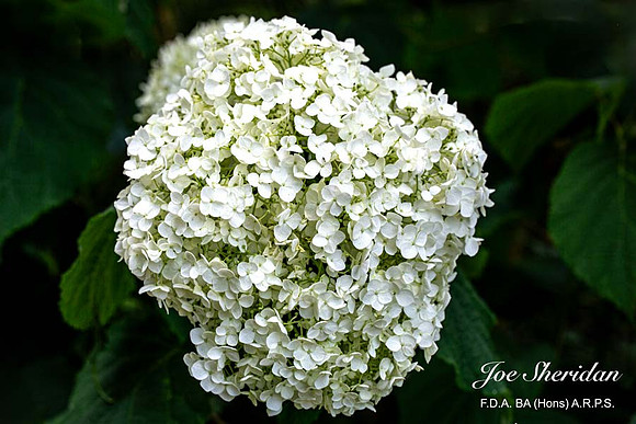 _E5A7880v2-web-logo-900-FB-Flower