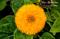 _E5A7893v2-cropped-DeNoise-web-logo-900-FB-Flower