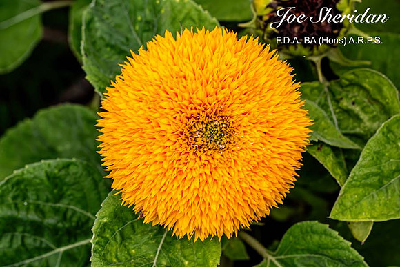 _E5A7893v2-cropped-DeNoise-web-logo-900-FB-Flower