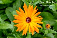 _E5A7904v2-web-logo-900-FB-Flower