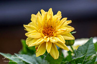 Flower-4v2-web-logo-900