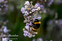 _E5A7733v2-vignette-web-logo-900-fb
