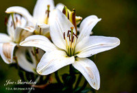 Flower-8v2-web-logo-900