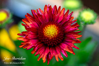 Our Garden