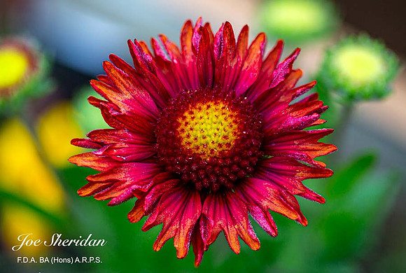 Flower-3v2-web-logo-900