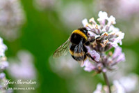 _E5A7665v2-web-1600-cropped-FB