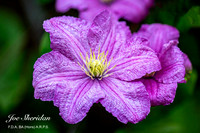 Flower-6v2-web-logo-900