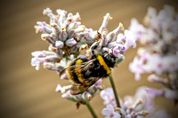 _E5A7704v3-cropped-Vignette-web-1600-FB
