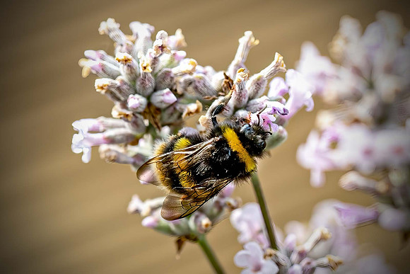 _E5A7704v3-cropped-Vignette-web-1600-FB