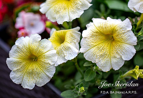 Flower-7v2-web-logo-900