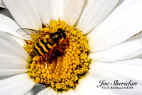 _E5A7870v2-croppedv2-web-logo-900-Insect
