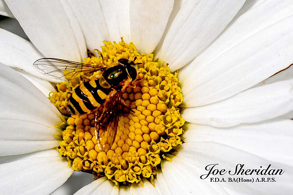 _E5A7870v2-croppedv2-web-logo-900-Insect